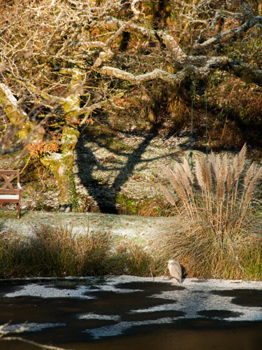 Heron