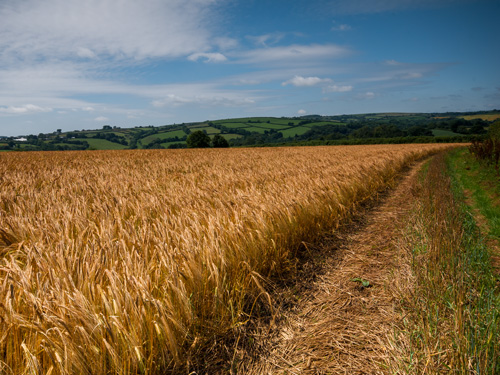 Harvest