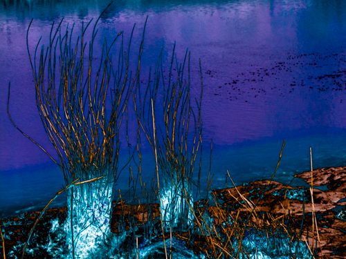 Tamar Reeds