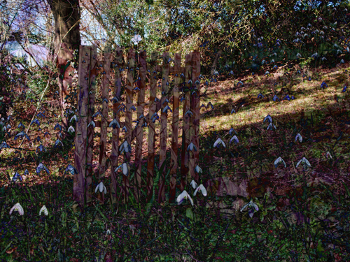 Snowdrop and Gate