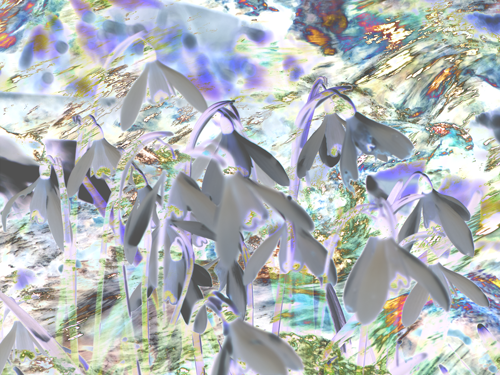 snowdrops and water