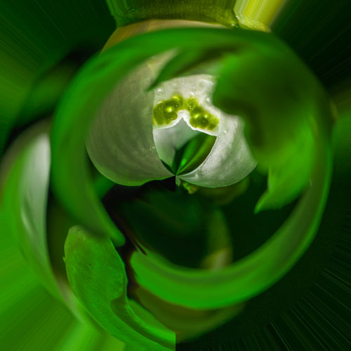Planet Snowdrop 2