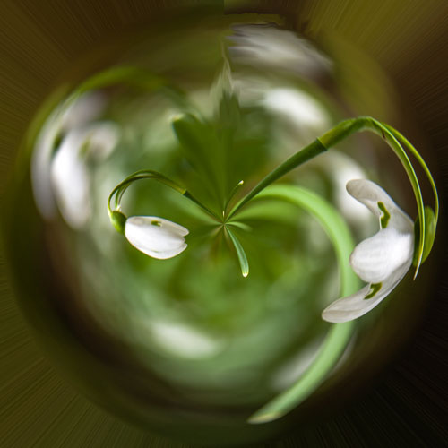 Planet Snowdrop 3