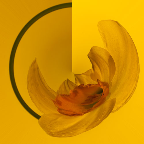 daffodil 2