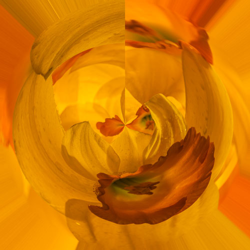 daffodil 3