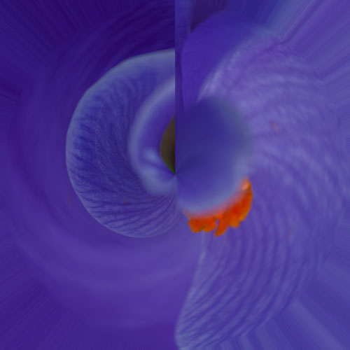 crocus 1