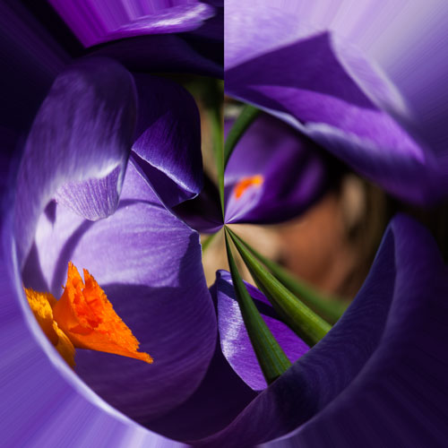 crocus 2