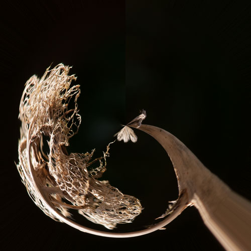 seedhead