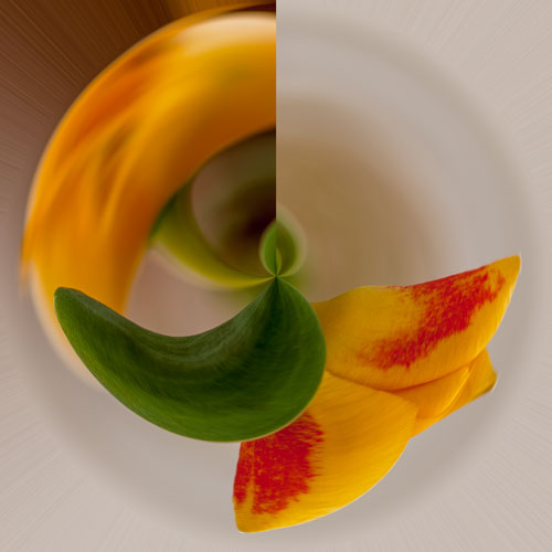 tulip 1