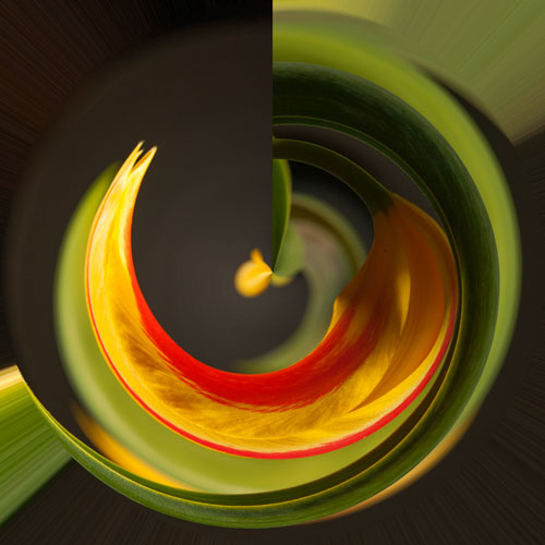 tulip 2