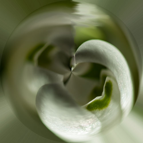 spherical snowdrop